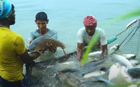 Fisheries and Livestock Sector Gets Tk 3,392cr Allocation