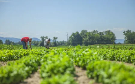 Tk 17,000cr Subsidy Proposed for Agriculture Sector in National Budget