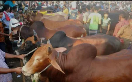 Online Cattle Markets Growing in Popularity Across Khulna