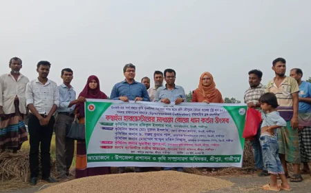 Paddy cutting with combine harvester held in Sreepur