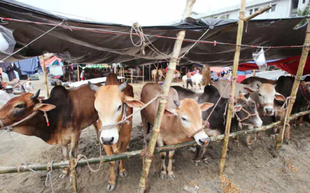 Security Boosted at Dhaka Cattle Markets Ahead of Eid