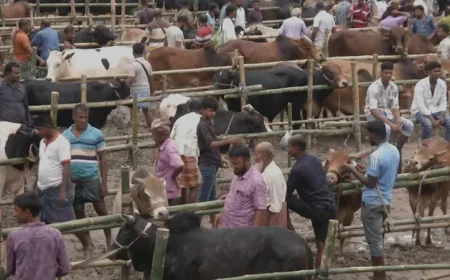 Cattle Markets in Khulna Gain Momentum Ahead of Eid