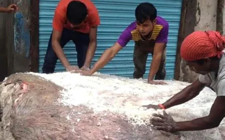 Free Salt for Rawhide Collectors in Rajshahi This Eid-ul-Azha