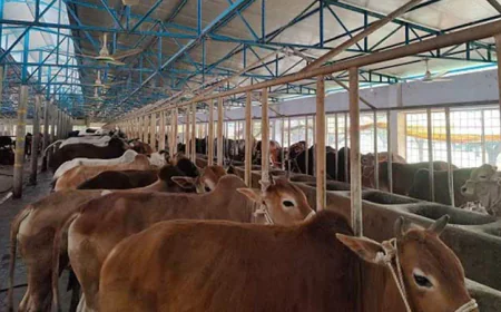 Cattle farms usher in becoming entrepreneurs of Khulna youths