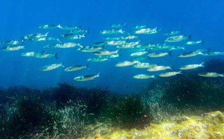 World Leaders Convene in France for UN Summit on Ocean Threats