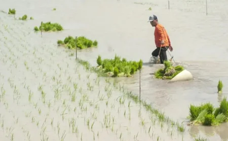 New ADB‑CGIAR Clearinghouse Facility to Promote Sustainable, Low‑Carbon Rice Production