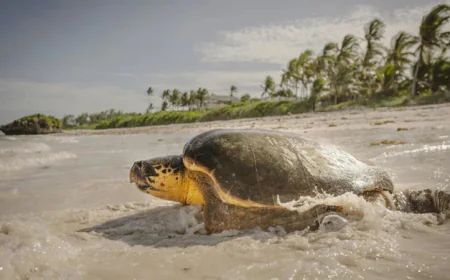 UN Summit to Conclude with Major Boost for Ocean Conservation