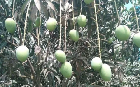 Dinajpur Aims for Tk 150 Cr in Mango Export Revenue