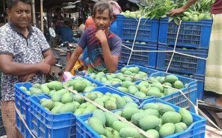 Mango Cultivation Boosts Rural Economy in Rajshahi Region