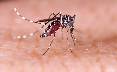 244 Dengue Patients Admitted to Hospitals in Last 24 Hours