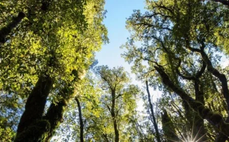 New Zealand’s Native Forests Identified as Significant Carbon Sink