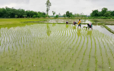 Drought delays Aush paddy farming in Patnitala