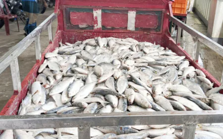 40 maunds jatka seized in Patharghata