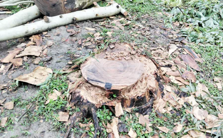 50 forest trees illegally cut in Madarganj