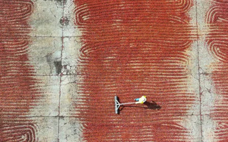 How Ecuador Benefited from the Global Surge in Cocoa Prices