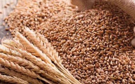 Govt to procure 50,000 MT wheat