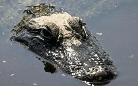 Migrants in U.S. Face Florida’s Notorious ‘Alligator Alcatraz’ Detention Facility