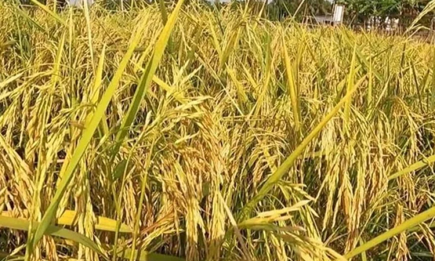 Combine Harvester Use Gains Momentum in Manikganj