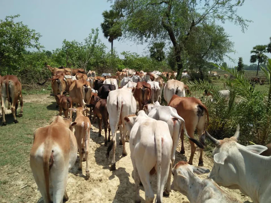 Online Cattle Market Gains Momentum in Rajshahi Ahead of Eid-ul-Azha