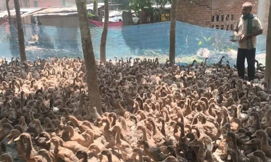 Duck Farming Brings Prosperity to Khulna Residents
