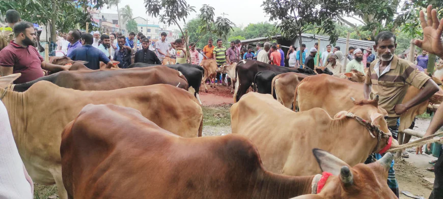 Sacrificial cattle market gains momentum in Kalai