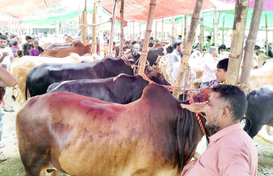 Sacrificial cattle haats gain momentum in Muradnagar