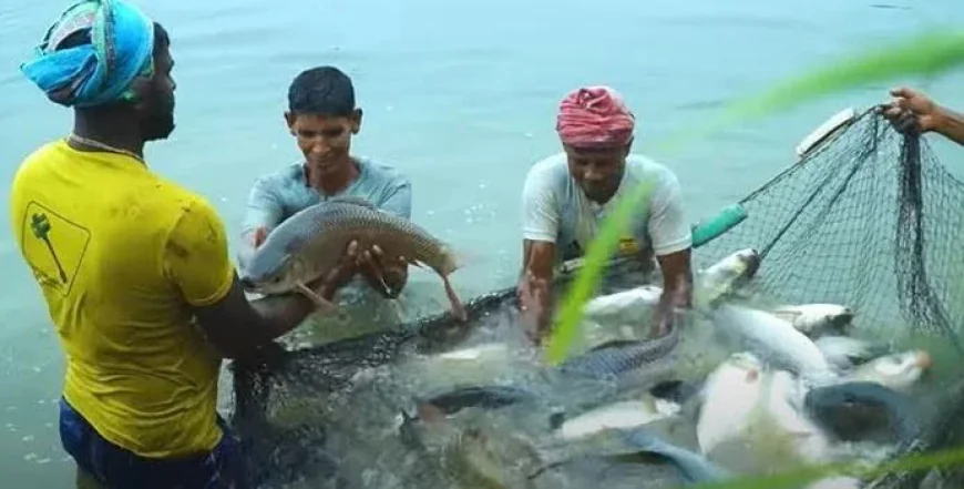 Fisheries and Livestock Sector Gets Tk 3,392cr Allocation