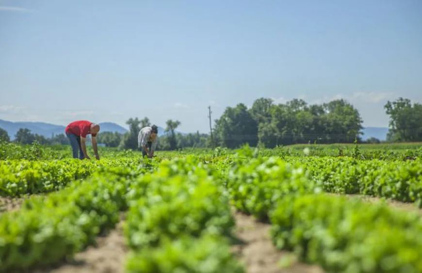 Tk 17,000cr Subsidy Proposed for Agriculture Sector in National Budget
