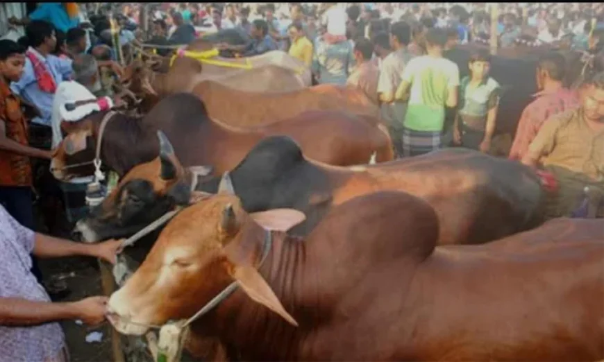 Online Cattle Markets Growing in Popularity Across Khulna