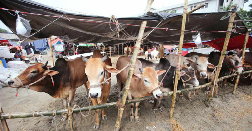 Security Boosted at Dhaka Cattle Markets Ahead of Eid