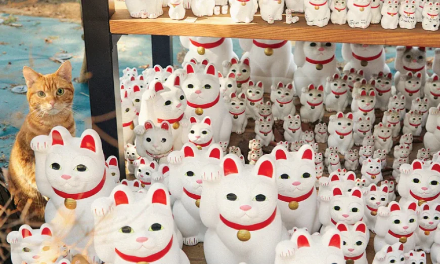 Animal Welfare Worker Found with Over 100 Dead Cats in Japanese Home