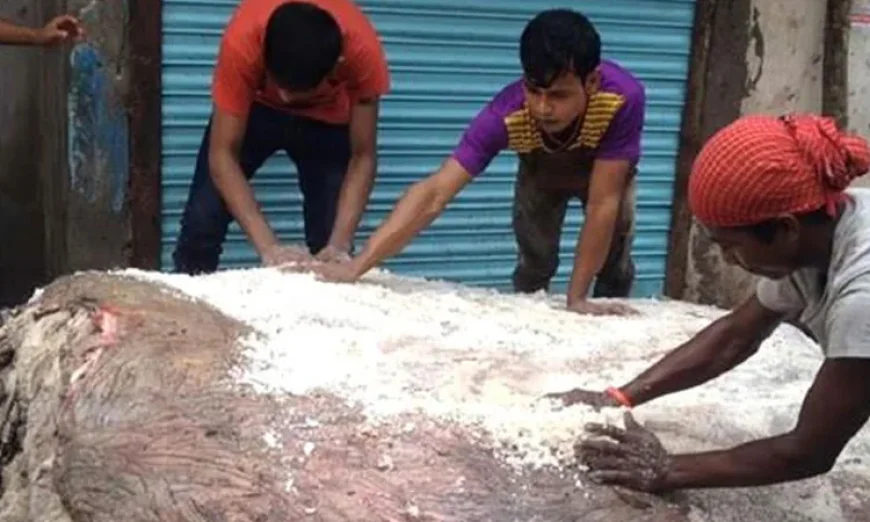 Free Salt for Rawhide Collectors in Rajshahi This Eid-ul-Azha