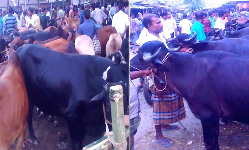 Rangpur Division Sees Record Supply of Sacrificial Animals Ahead of Eid