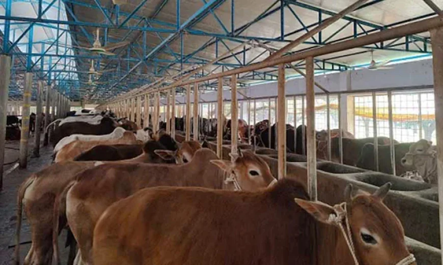 Cattle farms usher in becoming entrepreneurs of Khulna youths
