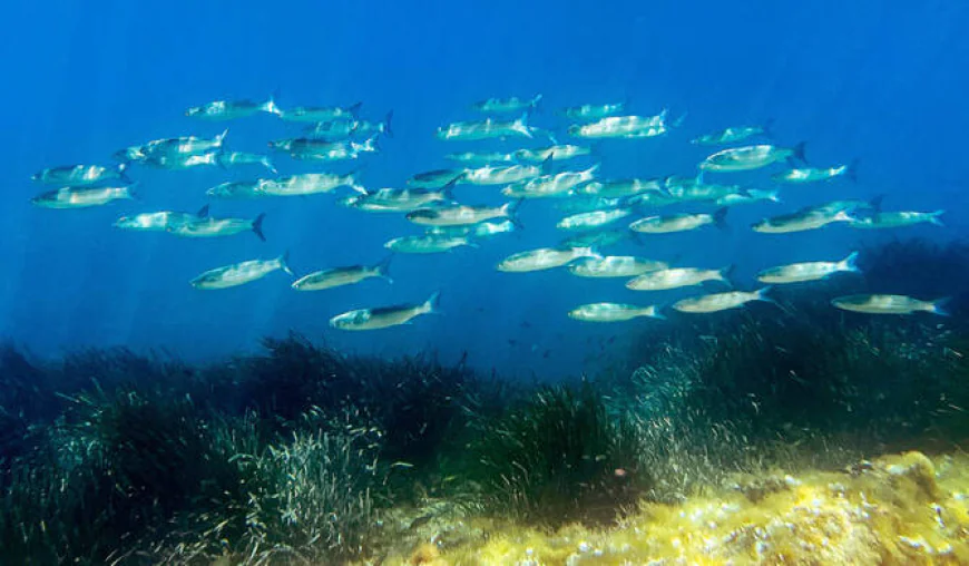 World Leaders Convene in France for UN Summit on Ocean Threats