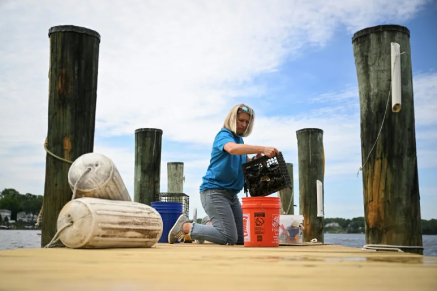 US Oyster Gardeners Help Restore Nature’s Water Filtration System