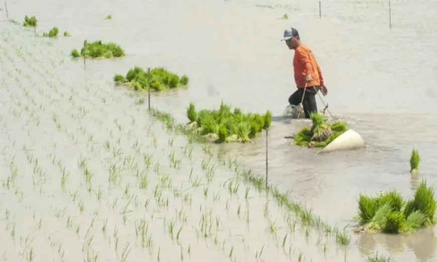 New ADB‑CGIAR Clearinghouse Facility to Promote Sustainable, Low‑Carbon Rice Production