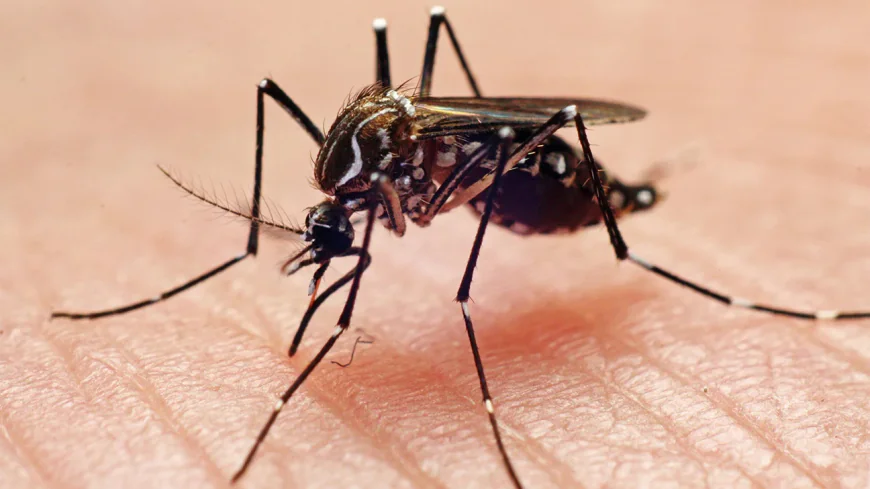 Dengue Hospitalizations Hit Record 288 in 24 Hours
