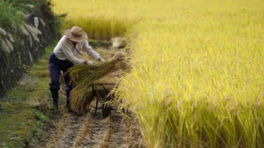 Japan's Rice Price Surge Becomes Central Election Issue Amid Shortages
