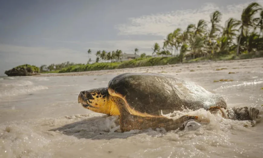 UN Summit to Conclude with Major Boost for Ocean Conservation