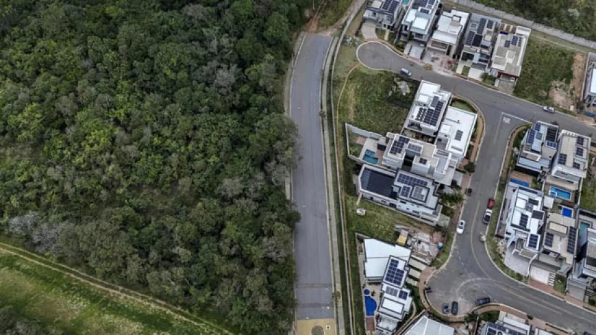 São Paulo’s Pumas Threatened by Expanding Urban Jungle