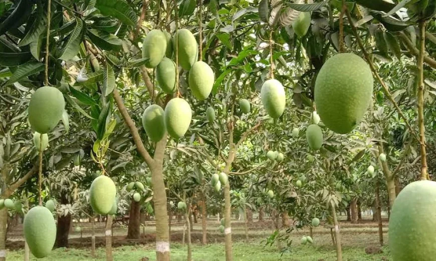 Rajshahi’s Mangoes Go Digital: Youth‑Led Online Trade Surges