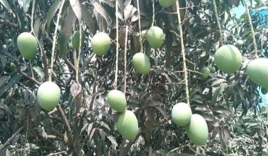 Dinajpur Aims for Tk 150 Cr in Mango Export Revenue