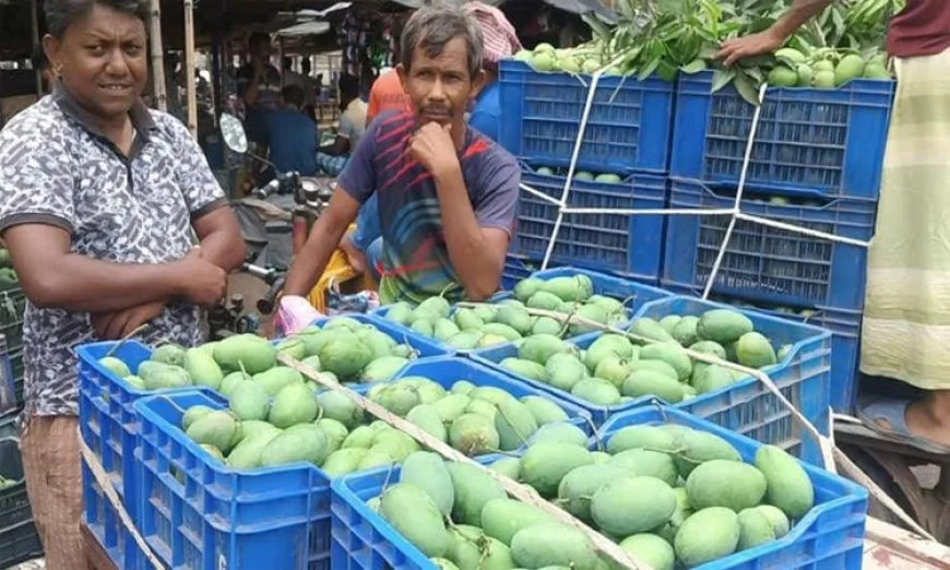 Mango Cultivation Boosts Rural Economy in Rajshahi Region
