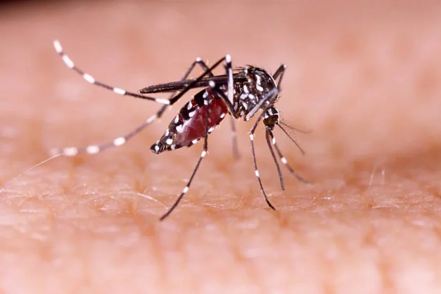 244 Dengue Patients Admitted to Hospitals in Last 24 Hours