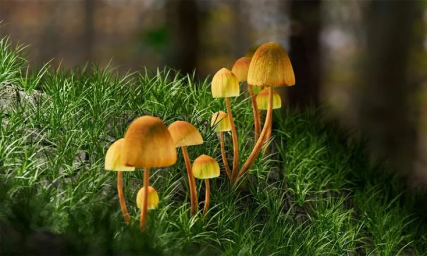 New Zealand Legalizes Medicinal Use of Psilocybin Mushrooms