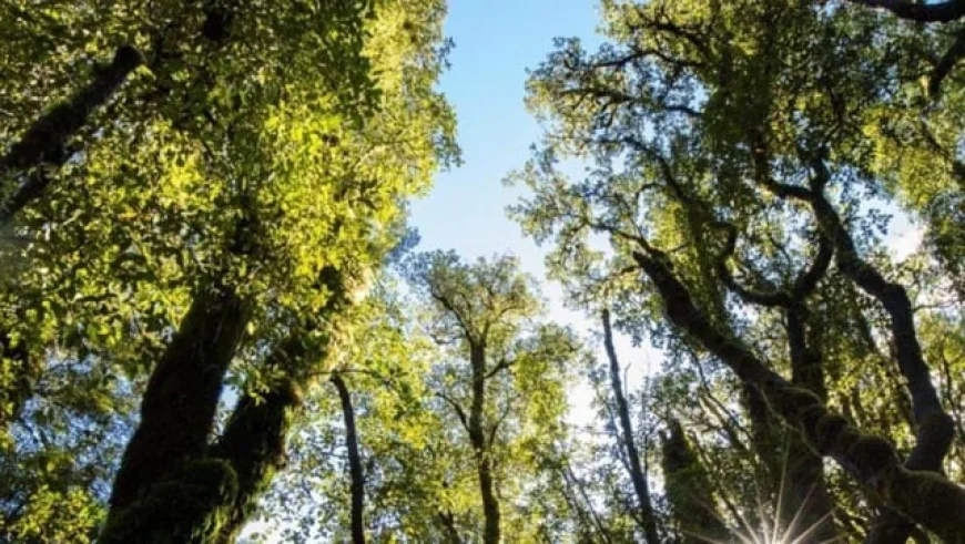 New Zealand’s Native Forests Identified as Significant Carbon Sink