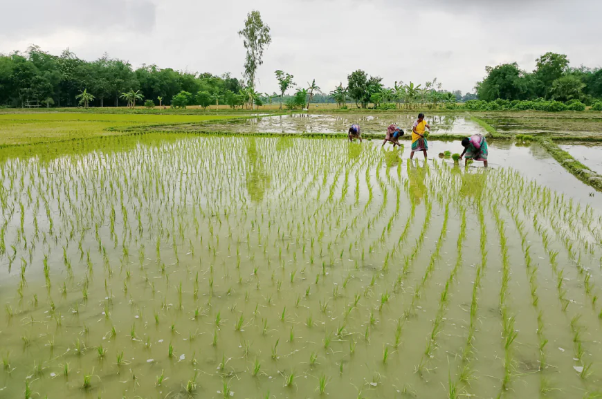 Drought delays Aush paddy farming in Patnitala