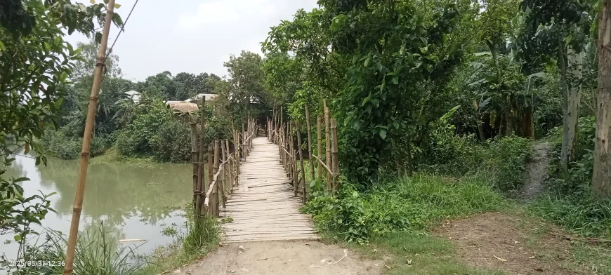 Commuters rely on risky bamboo bridge in Tangail