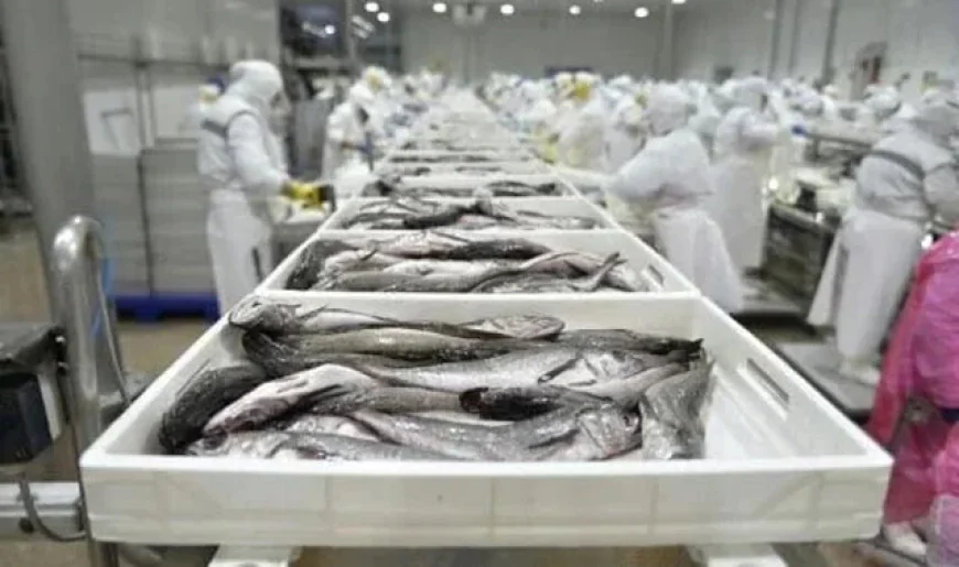 Boost in Hake Limits: Chile Supports Small-Scale Fishers